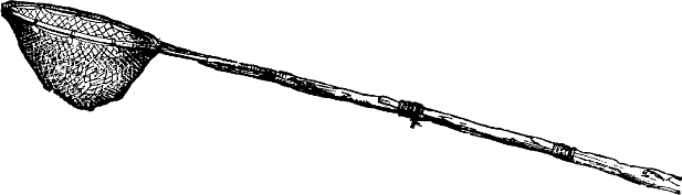 Illustration: TAIL PIECE&mdash;THE NET