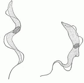 Fig. 19.&mdash;Trypanosomes From Birds. All the trypanosomes are very much alike. They contain a nucleus represented by the dark area in the centre and a fur-like membrane terminating in a long whip-like flagellum. They have the power of very active motion within the blood.