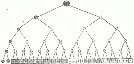 Fig. 21.&mdash;Diagram Showing The Relation Of The Sexual Cells To The Somatic Cells Or Those Of The General Body. The sexual cells are represented to the left of the line at the bottom of diagram and are black. From the fertilized ovum at the top there is a continuous cell development, with differentiation represented in the cell groups of the bottom row. It is seen that the sexual cells are formed directly from the germ cell and contain no admixture from the cells of the body.