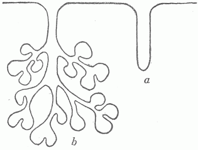 Fig. 4&mdash;Diagrammatic Section Of A Surface Showing The Relation Of Glands To The Surface. (a) Simple or tubular gland, (b) compound or racemose gland.