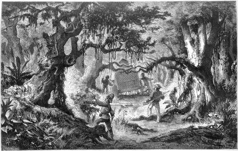 Wald am Fu&szlig;e der Malau-H&ouml;hen.