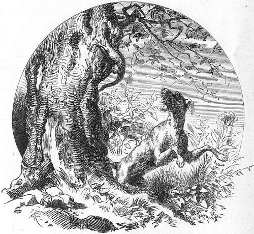 Fl&uuml;chtender Leguan.