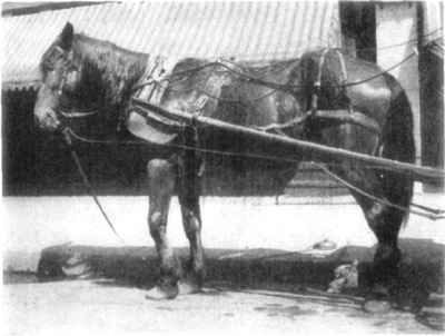 Fig. 10&mdash;Contraction of carpal flexors, ''knee sprung.''