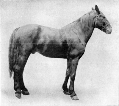 Fig. 21&mdash;Contraction of the deep flexor tendon
(perforans) of the right hind leg, due to tendinitis.