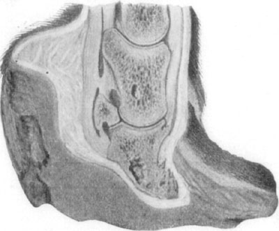 Fig. 34&mdash;Showing the effects of laminitis. By permission,
from Merillat's ''Veterinary Surgical Operations.''