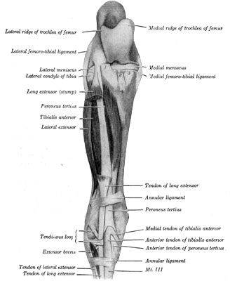 Fig. 41&mdash;Muscles of right leg; front view. The greater
part of the long extensor has been removed. 1, 2, 3. Stumps of patellar
ligaments. 4. Tuberosity of tibia. (From Sisson's ''Anatomy of the
Domestic Animals.'')