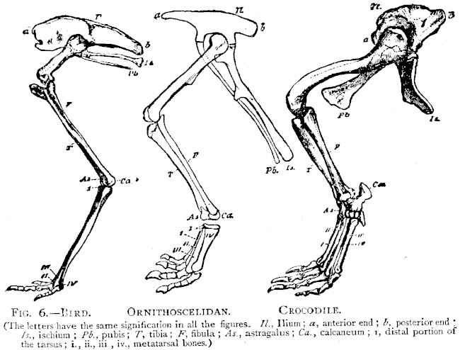 FIG. 6.&mdash;BIRD. ORNITHOSCELIDAN. CROCODILE.

(The letters have the same signification in all the figures. Il.,
Ilium; a, anterior end; b, posterior end Is., ischium; Pb.,
pubis; T, tibia; F, fibula; As., astragalus; Ca., calcaneum;
i, distal portion of the tarsus; i., ii., iii., iv., metatarsal
bones.)