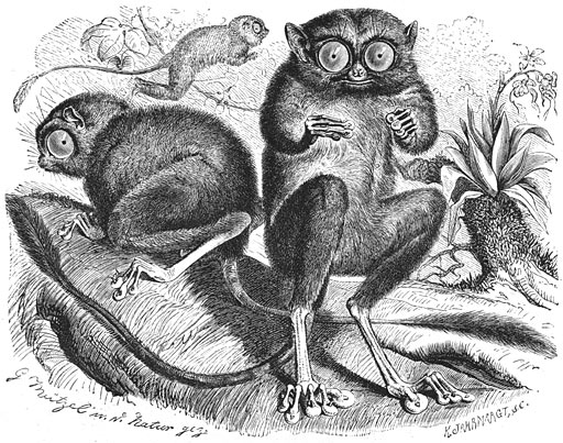 Spookdiertje (Tarsius spectrum). &frac12; v.d. ware grootte.