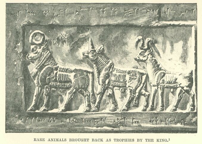 236.jpg Rare Animals Brought Back As Trophies by The King 