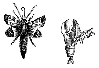 Emblem of Freedom.&mdash;A moth just changed from its chrysalis state, deserting its shell.