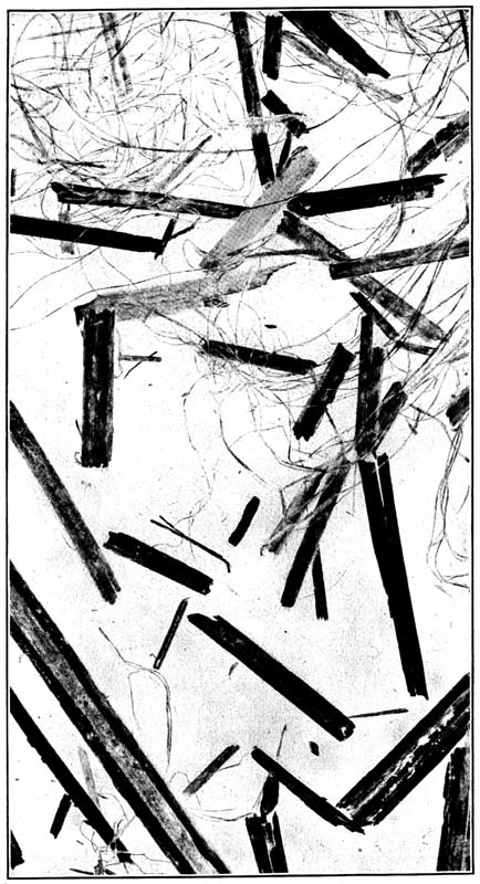 A representative sample of hemp hurds,
natural size, showing hemp fiber and pieces of wood tissue.