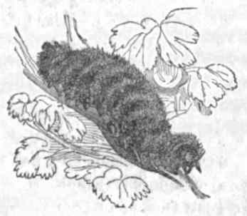 [Illustration: The woolly bear caterpillar.]