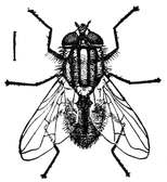 Fig. 3.--The true house fly.
Enlarged.