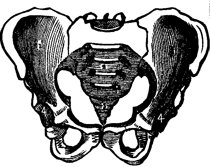 Illustration:
Fig. 15. A representation of the pelvic bones. 