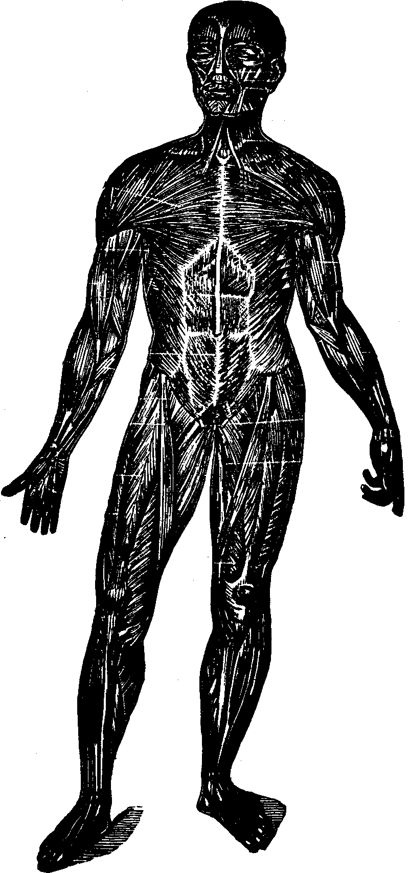 Illustration:
Fig. 24. A representation of the superficial layer of muscles on the
anterior portion of the body.