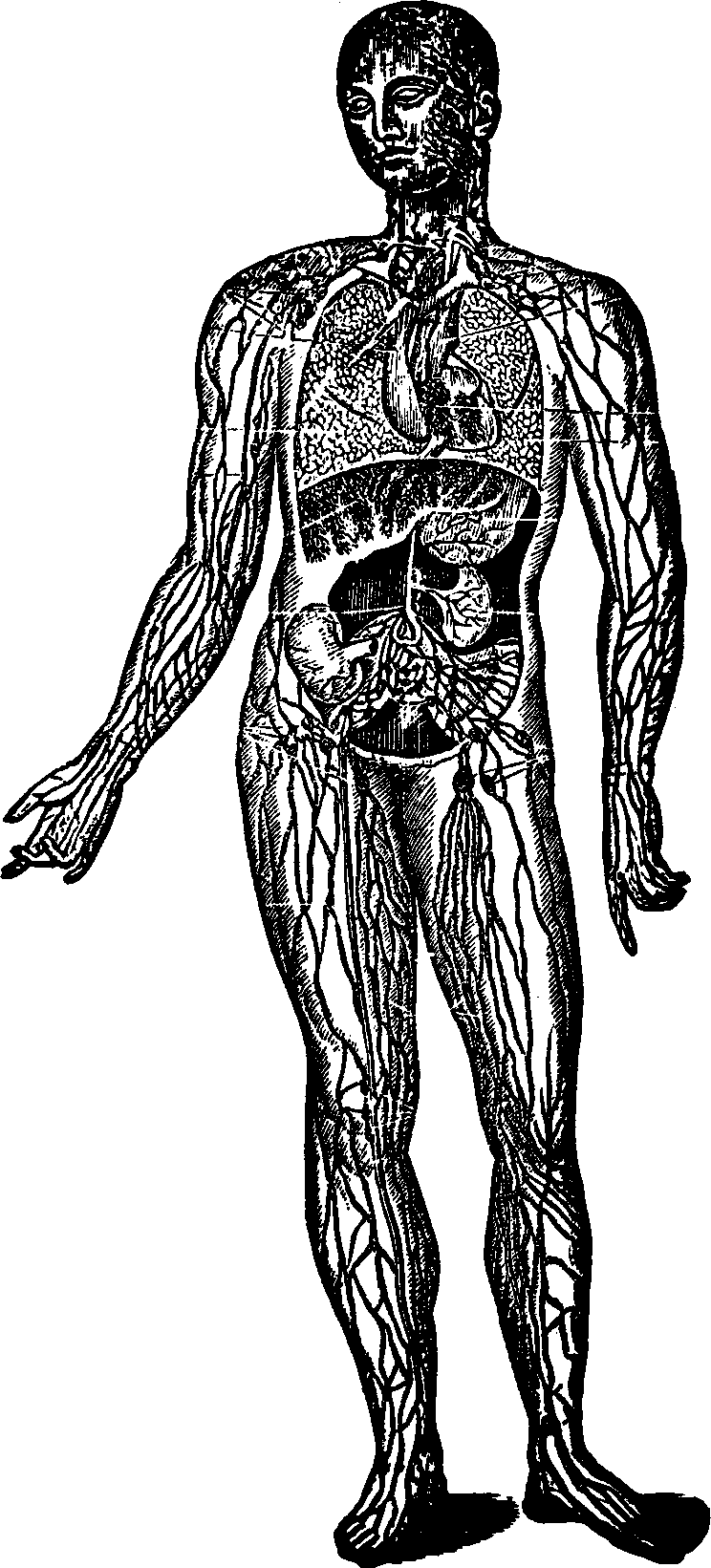 Illustration:
Fig. 36. A general view of the Lymphatic System.