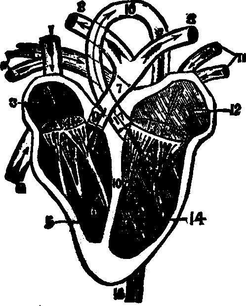 Illustration:
Fig. 41.
