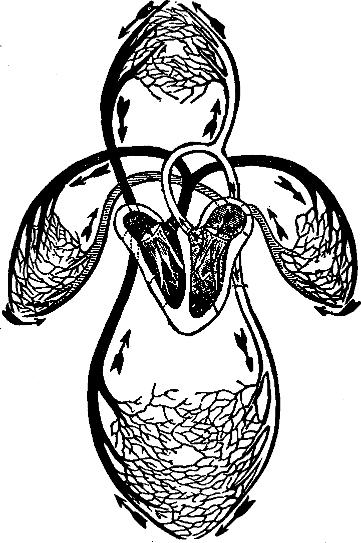 Illustration:
Fig. 42. A representation of the venous and arterial circulation of the
blood.