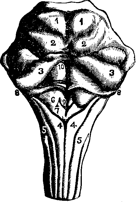 Illustration:
Fig. 59.