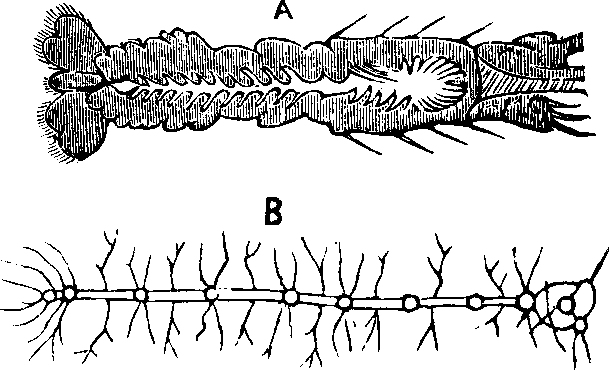 Illustration:
Fig. 67.