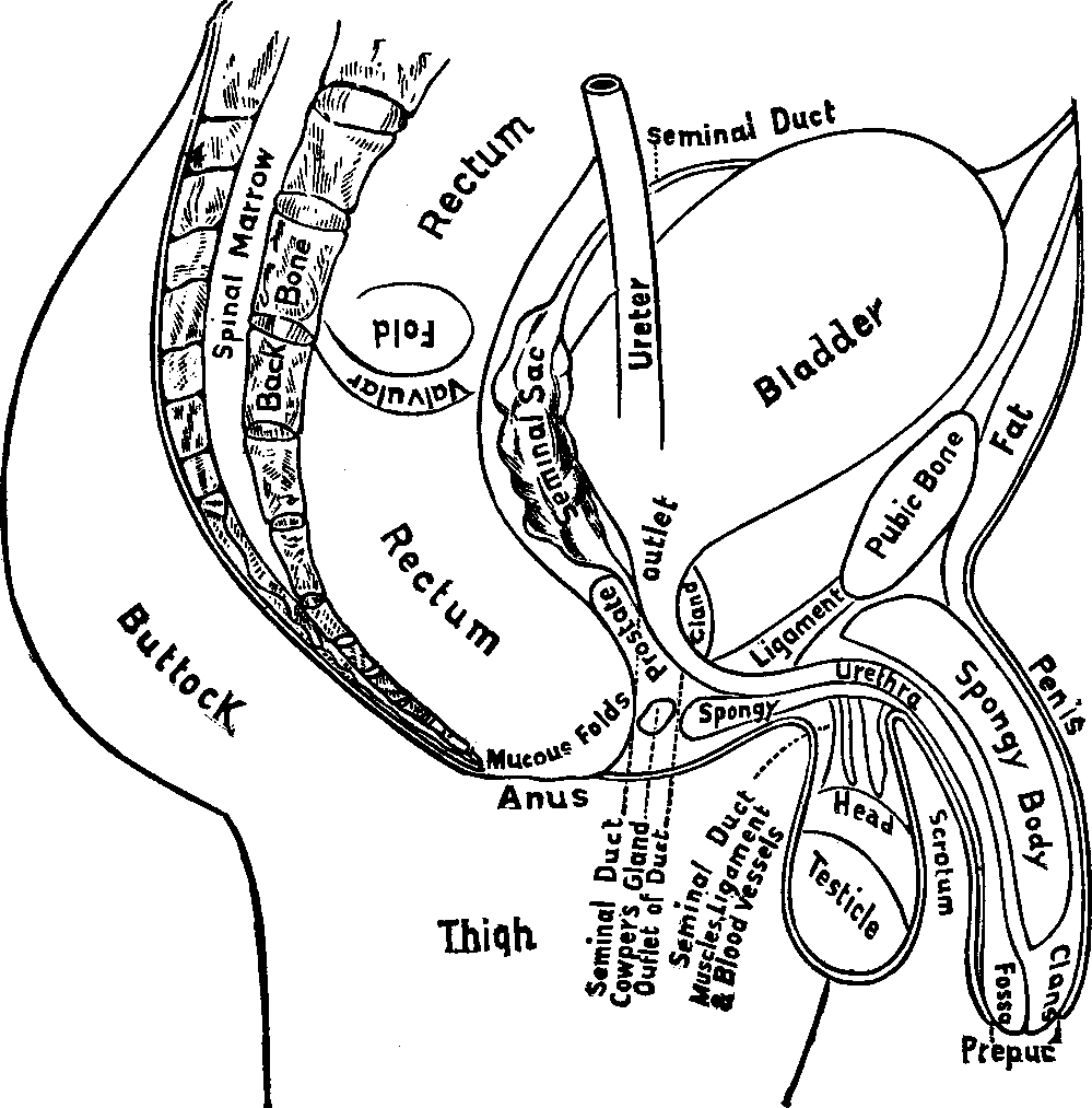 Illustration:
Fig. 103. Outline of the Male Reproductive Organs.