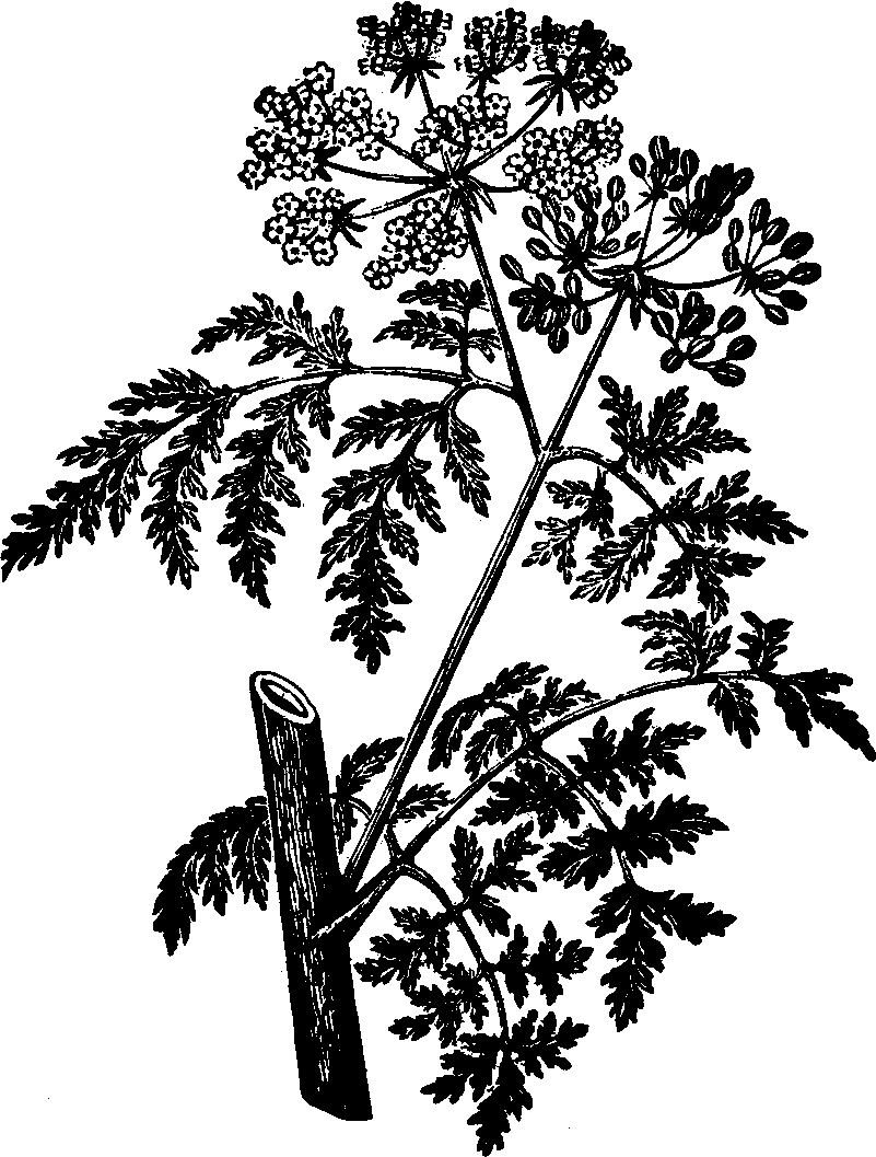 Illustration:
Fig. 116. Poison Hemlock. 