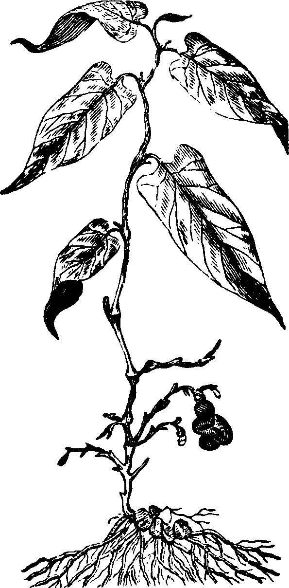 Illustration:
Fig. 128. Virginia Snake-root. 