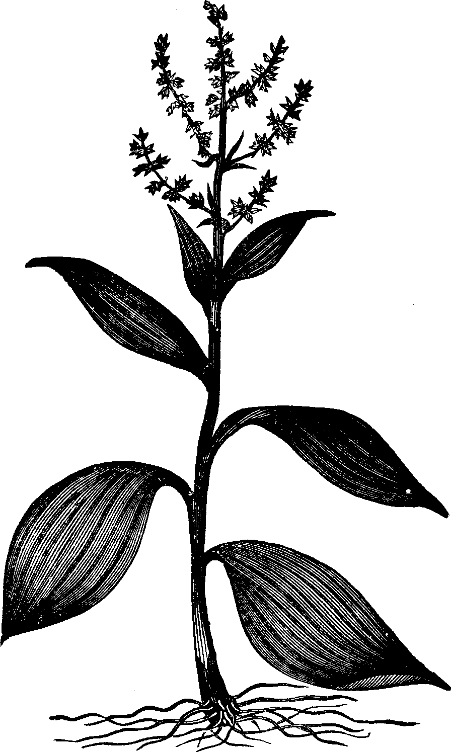 Illustration:
Fig. 137. American Hellebore. 