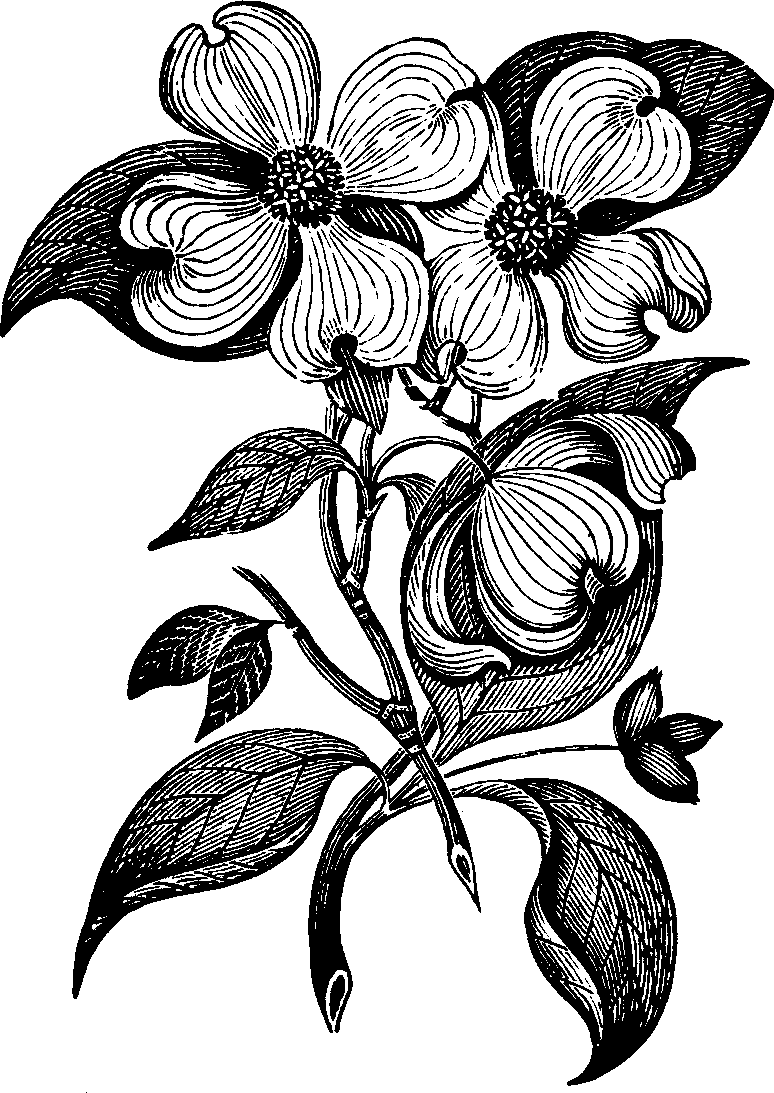 Illustration:
Fig. 140. Dogwood.