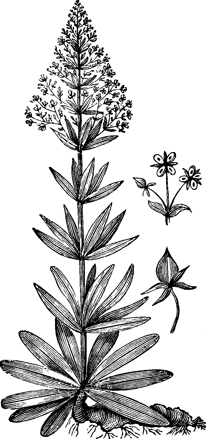 Illustration:
Fig. 142. American Colombo. 