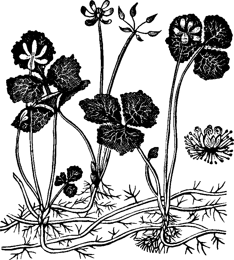 Illustration:
Fig. 143. Gold Thread. 