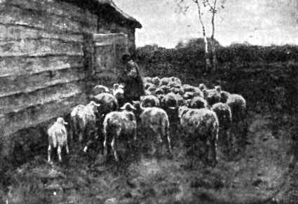 FIG. 86.&mdash;MAUVE. SHEEP.