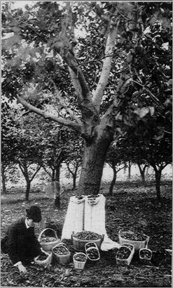 Mr. E.C. Pomeroy, Gathering English Walnuts on
His Farm in Lockport, N.Y.