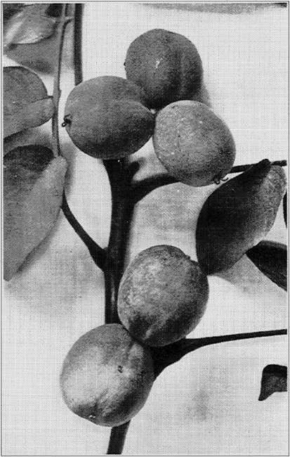 English Walnuts Bear in Clusters of Two to
Five