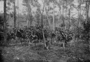 CACAO TREES, SHADED BY KAPOK (_Eriodendron Anfractuosum_) IN JAVA.
(reproduced from van Hall's _Cocoa_, by permission of Messrs. Macmillan & Co.)
