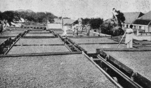 DRYING CACAO AT AGUA IZE, SAN THOM&Eacute;.
The trays are on wheels, which run on rails.