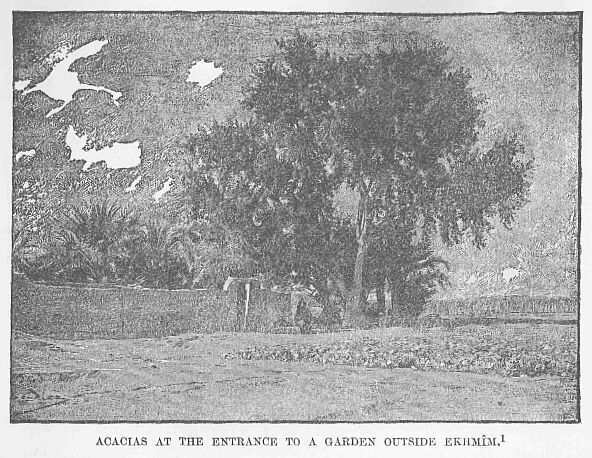 40.jpg Acacias at the Entrance to a Garden Outside Ekhm�m. 1 