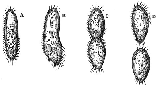 Fig. 26.&mdash;Voortplanting van een afgietseldiertje door deeling.