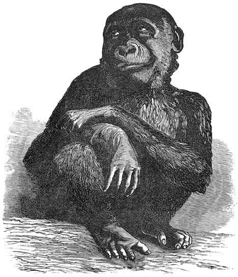Fig. 321. De gorilla uit het muse&uuml;m van Parijs, &eacute;&eacute;ne maand v&oacute;&oacute;r zijnen dood.