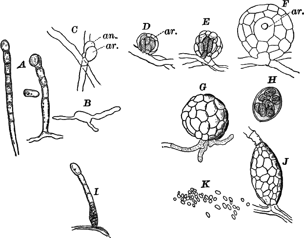 Fig.&nbsp;39.