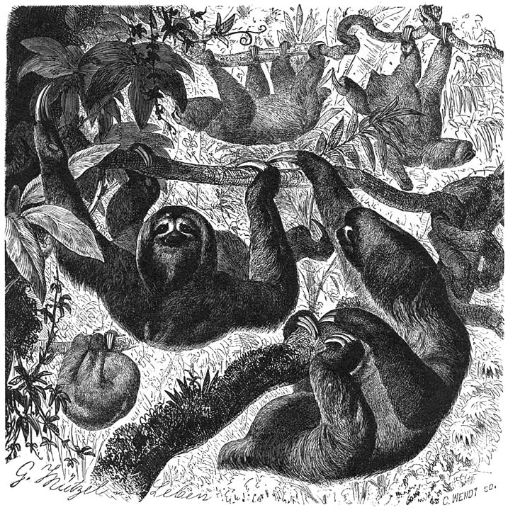 A&iuml; (Bradypus tridactylus). &frac14; v.d. ware grootte.