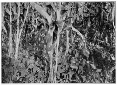 The cowpea seeded at the last cultivation of corn in
the Great Kanawha Valley, W. Va.