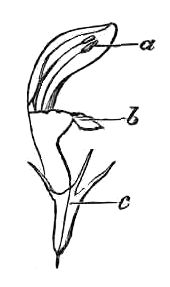 LABIATE PLANT.
a. Stamens. b. Corolla. c. Calyx.