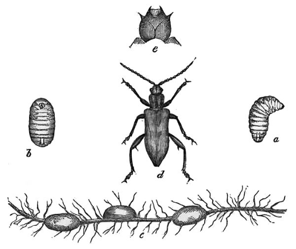 DONACIA.

a, b. Larv&aelig;, nat. size. c. Cocoons on root, nat. size. d. Beetle,
slightly magnified, e. Head of larva.