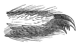 SPIDER'S FOOT, MAGNIFIED.