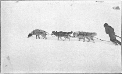 Hard work for dogs as well
as men on the Muldrow Glacier.