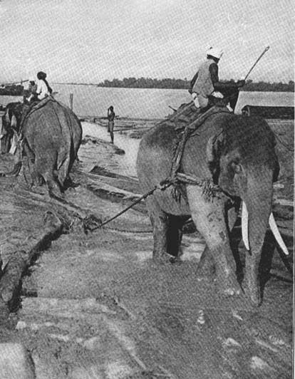 Elephants at Work From a photograph copyrighted by the
Keystone View Co.
