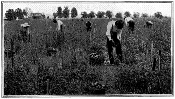 FIG. 12&mdash;TOMATOES TRAINED TO STAKES ON A GEORGIA FARM
