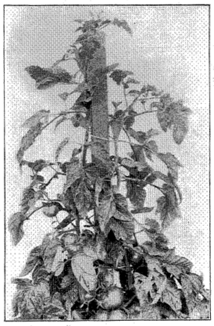 FIG. 22&mdash;TOMATO PLANT TRAINED TO SINGLE STAKE