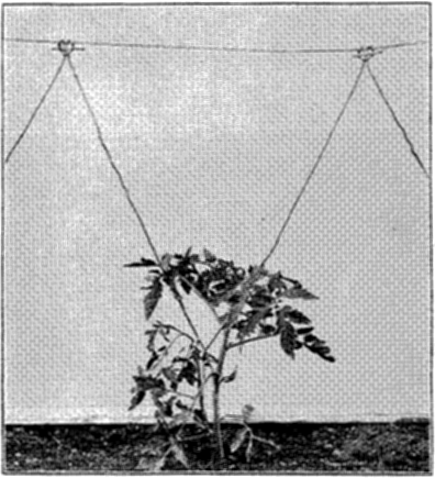 FIG. 24&mdash;METHOD OF TRAINING ON LINE IN GREENHOUSE